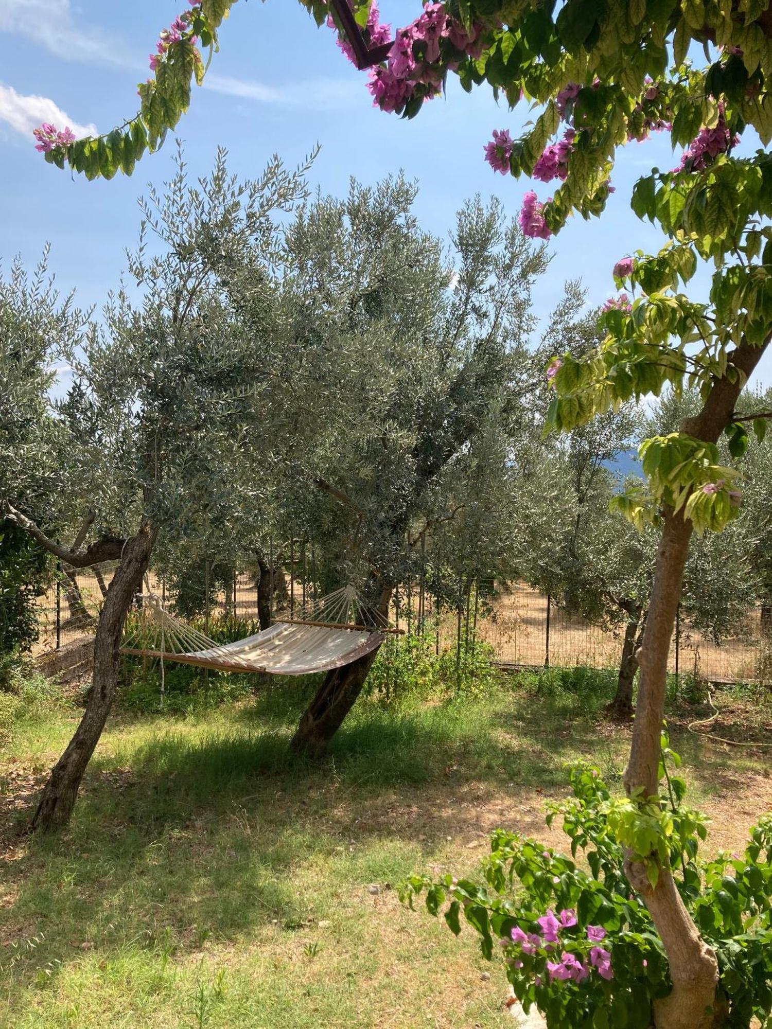 SantʼElia Fiumerapido Casa Sisu-Appartamento Immerso Negli Ulivi מראה חיצוני תמונה