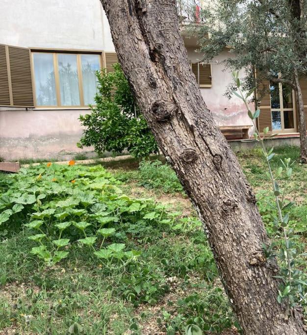 SantʼElia Fiumerapido Casa Sisu-Appartamento Immerso Negli Ulivi מראה חיצוני תמונה