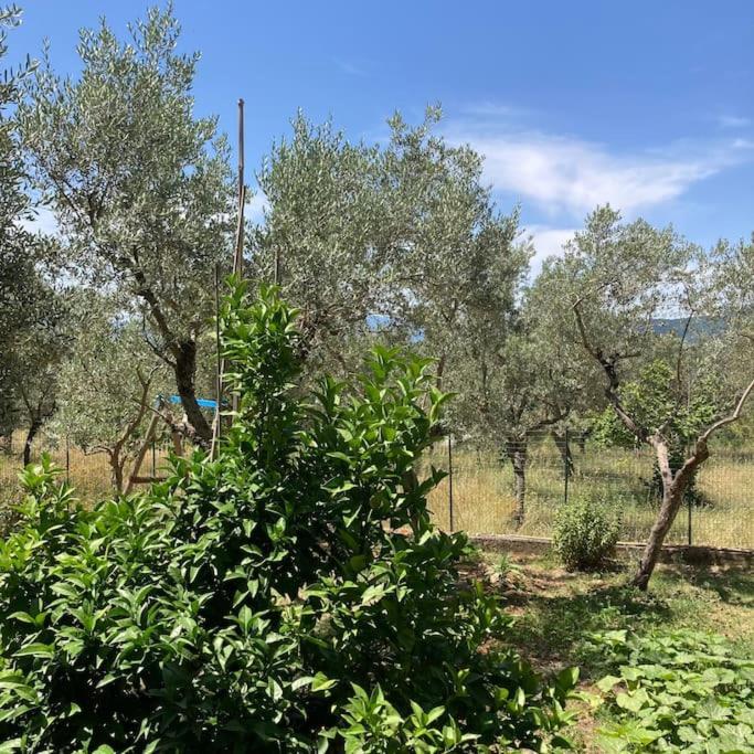 SantʼElia Fiumerapido Casa Sisu-Appartamento Immerso Negli Ulivi מראה חיצוני תמונה